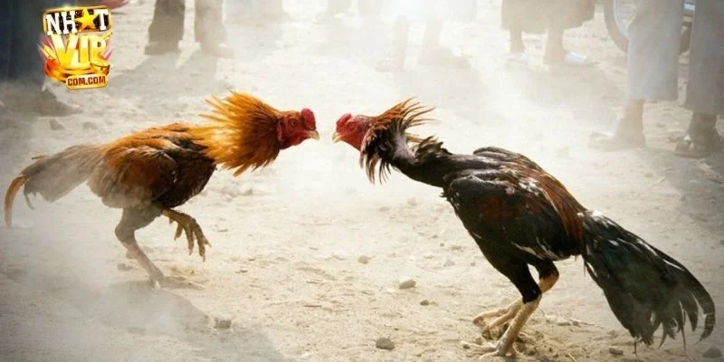 Những ưu điểm vượt trội tạo nên thương hiệu của sảnh đá gà tại NHATVIP