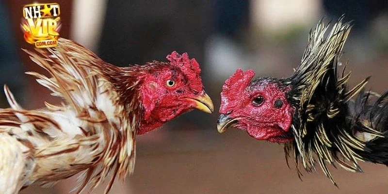 Đá gà campuchia: Giới thiệu khái quát