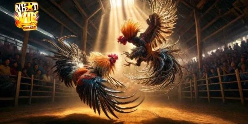 Đá gà cựa sắt: Giới thiệu về trò chơi lâu đời